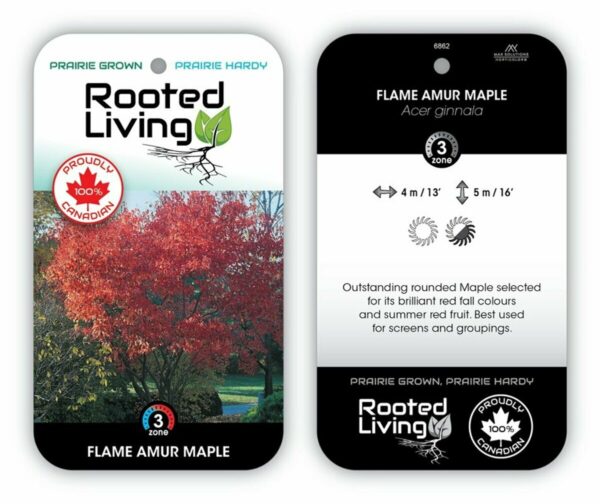 Acer Maple Amur Flame