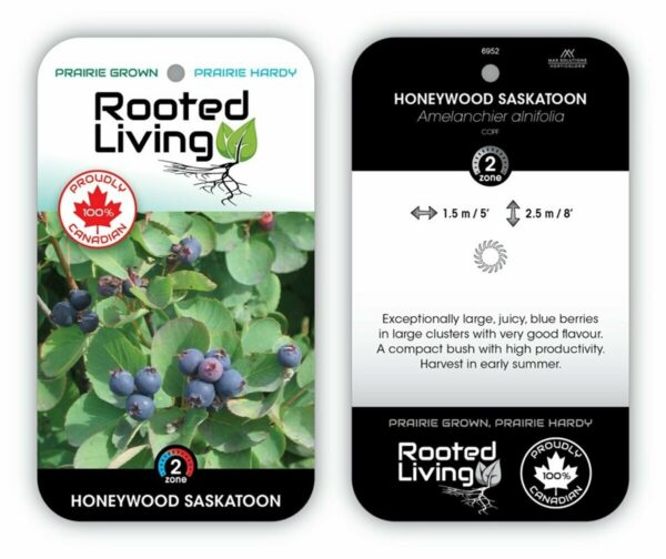 Amelanchier Saskatoon Honeywood