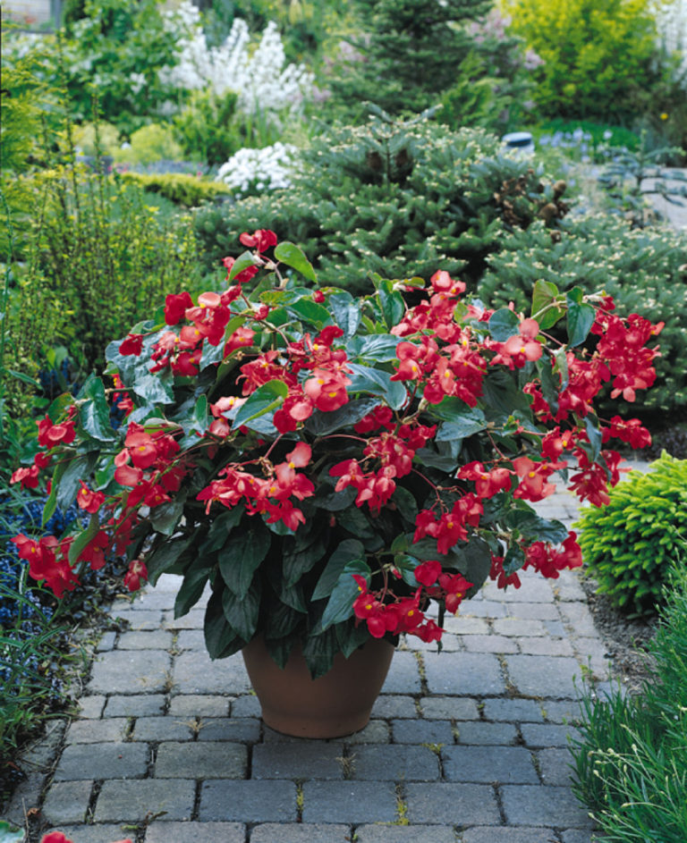 Begonia Dragon Wing Red Green Valley Garden Centre