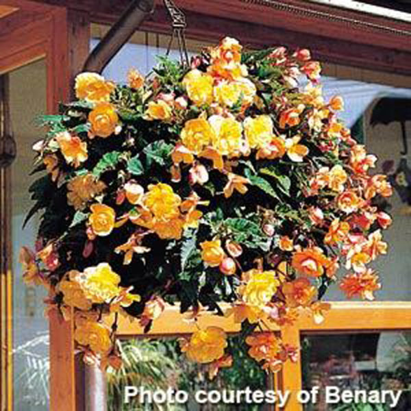 Begonia Illumination Apricot