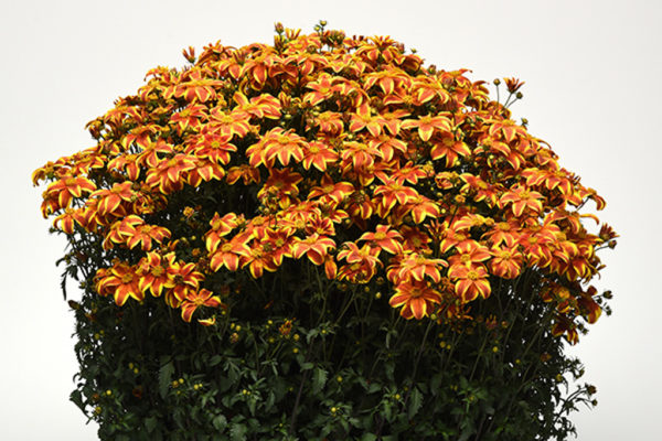 Bidens Bee Alive Bicolour