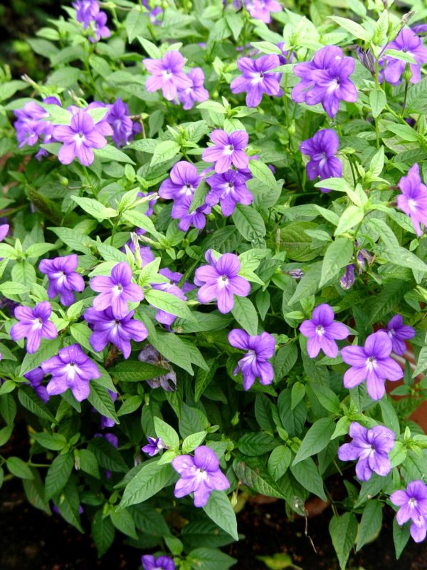 Browallia Blue Bells/Amethyst