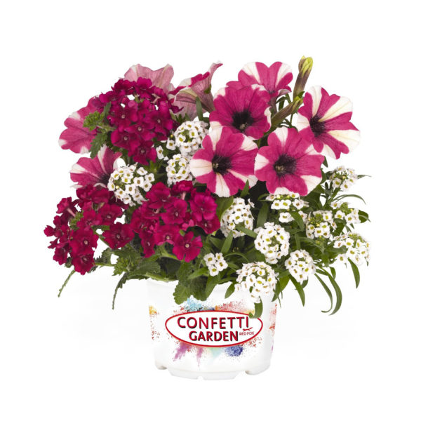 Confetti Garden Hanging Basket Glossy Cherry