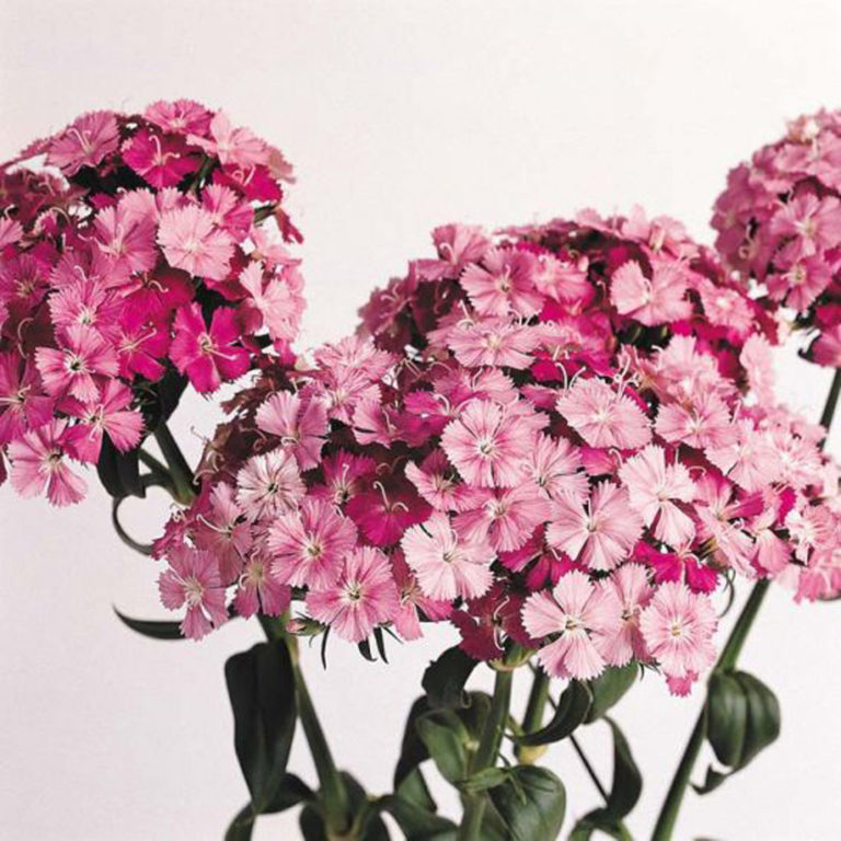 Dianthus Amazon Rose Magic Green Valley Garden Centre