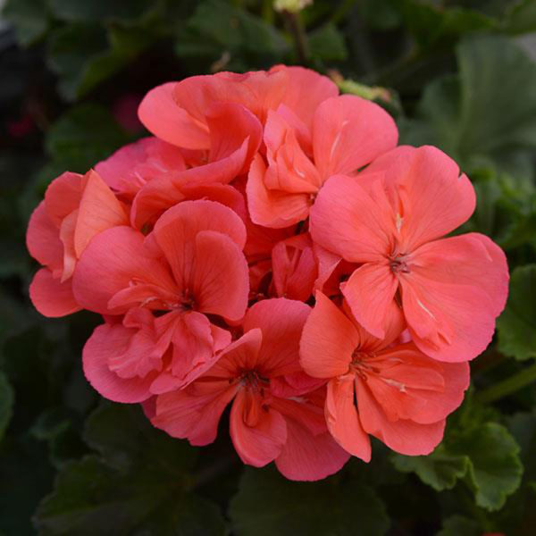 Geranium Fantasia Compact Flamingo Rose