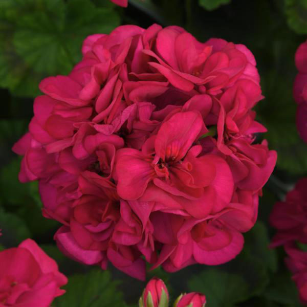 Geranium Galaxy Violet