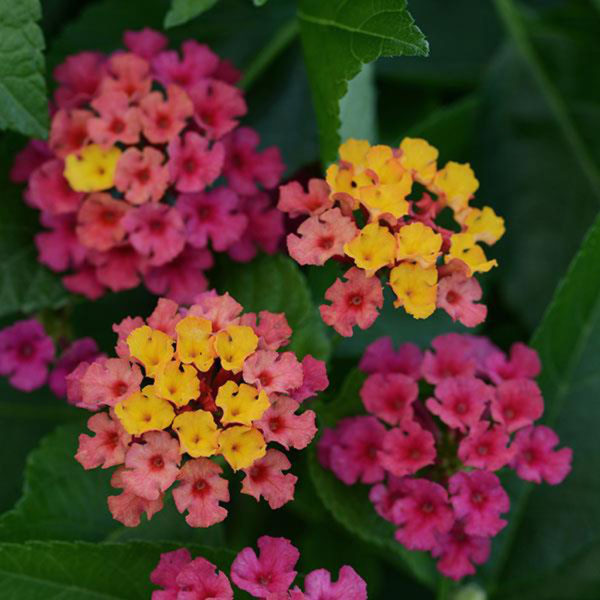 Lantana Bloomify Rose