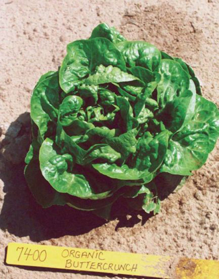 Lettuce Buttercrunch Green Valley Garden Centre
