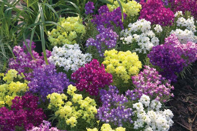 Linaria Fantasista Mix – Green Valley Garden Centre