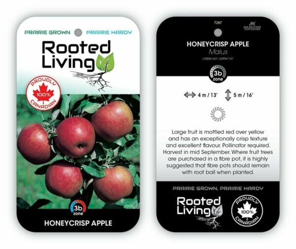 Malus Apple Honeycrisp Dwarf