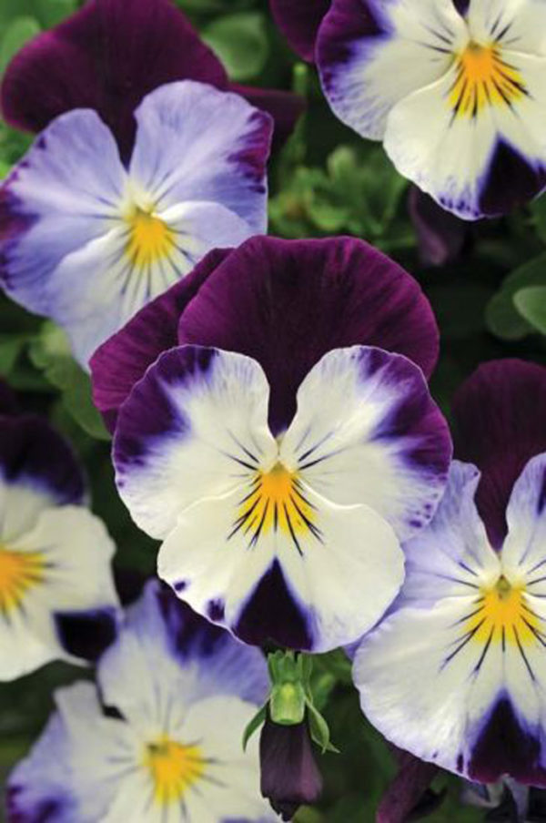 Pansy – Cool Wave Violet Wing – Green Valley Garden Centre