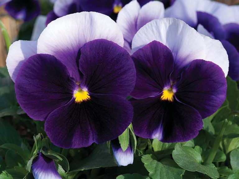 Pansy Delta Premium Beaconsfield Green Valley Garden Centre