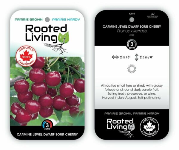 Prunus Cherry Carmine Jewel