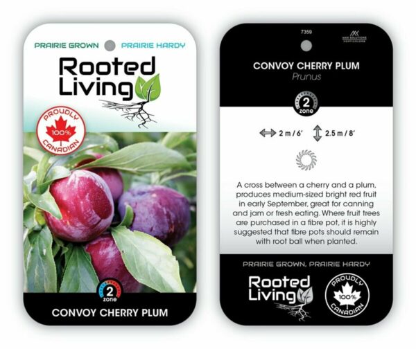 Prunus Plum Cherry Convoy