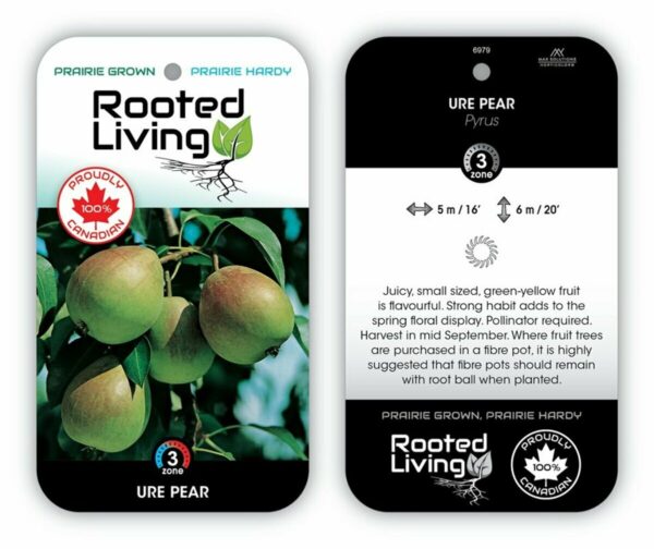 Pyrus Pear Ure