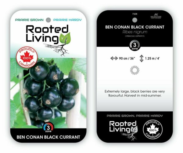 Ribes Currant Black Ben Conan