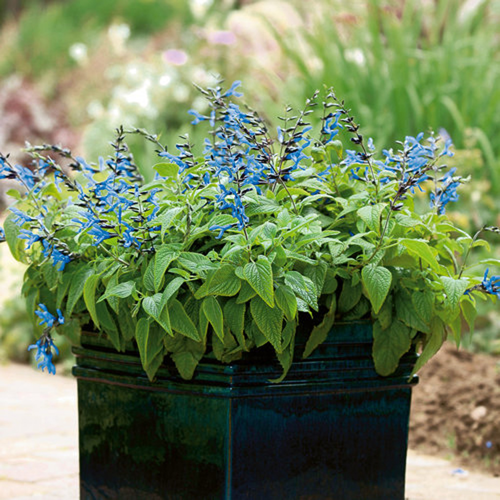 Salvia – Black & Blue – Green Valley Garden Centre