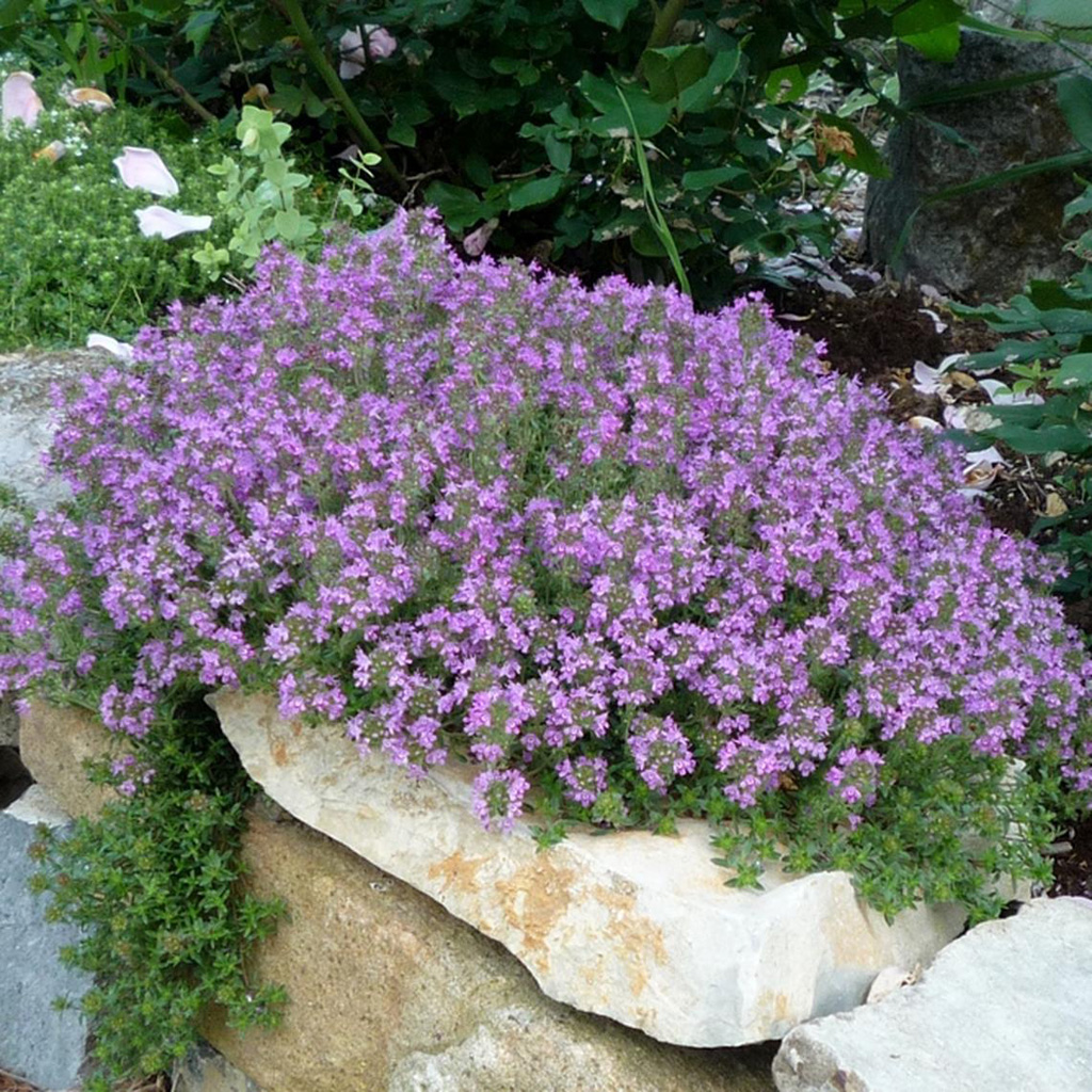 creeping thyme in winter