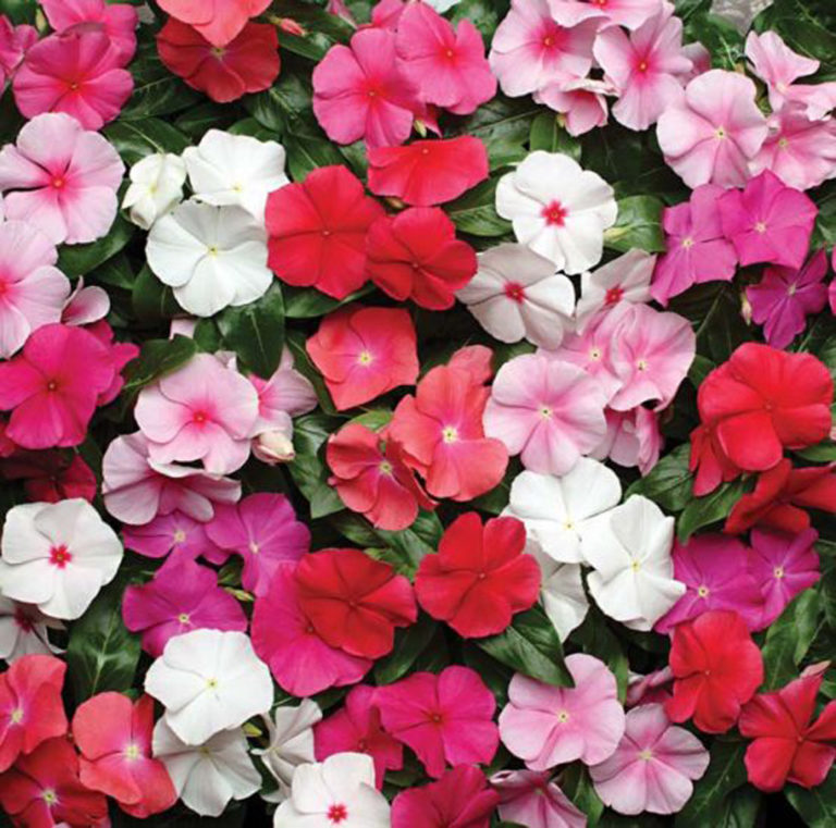 Vinca Pacifica Mix Green Valley Garden Centre