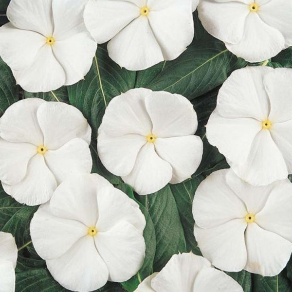 Vinca Pacifica White