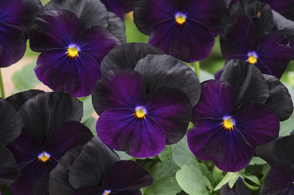 Viola Sorbet Purple/Blackberry – Green Valley Garden Centre