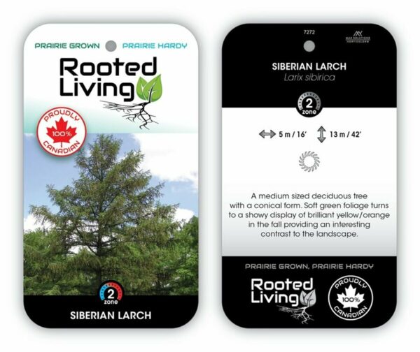 Larix Larch Siberian