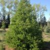 larix-larch-siberian