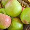 Malus Apple Gloria