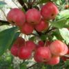 Malus Crabapple Rescue