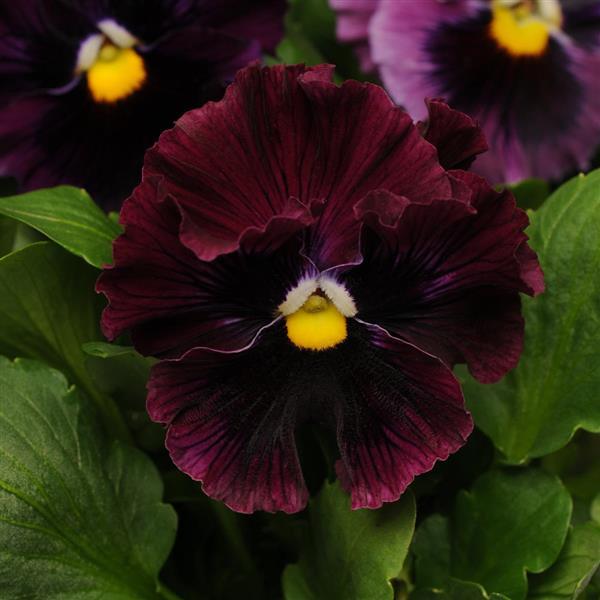 Pansy Frizzle Sizzle Burgundy – Green Valley Garden Centre
