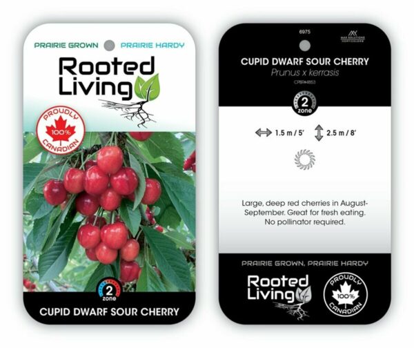 Prunus Cherry Cupid