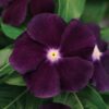 Vinca Tattoo Blackberry – Green Valley Garden Centre