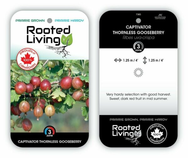 Ribes Gooseberry Captivator