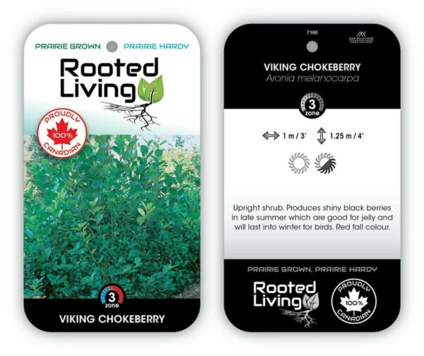 Aronia prunifolia Viking Chokeberry