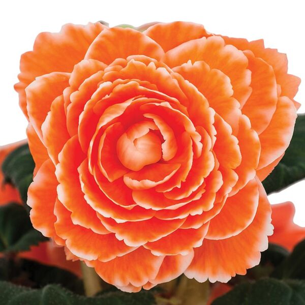 Begonia AmeriHybrid Picotee Lace Apricot