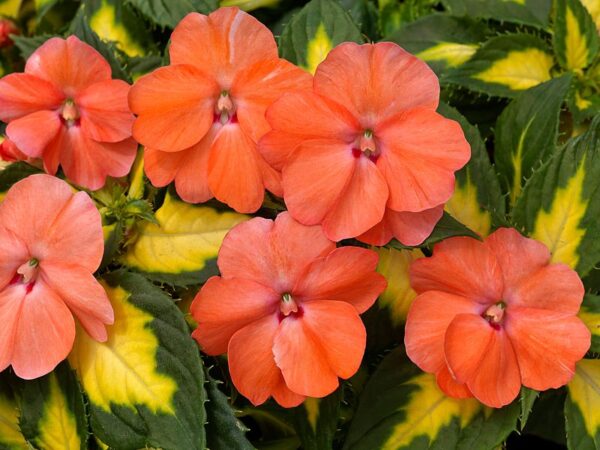 Impatiens SunPatiens Vigorous Tropical Salmon