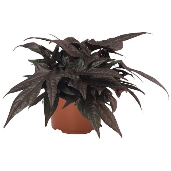 Ipomoea FloraMia Black