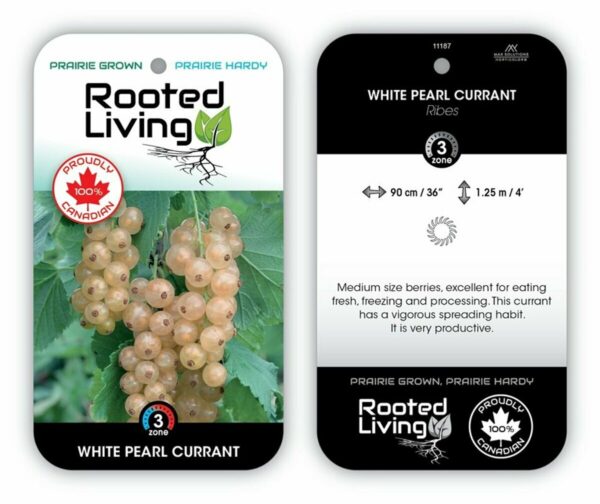 Ribes White Pearl
