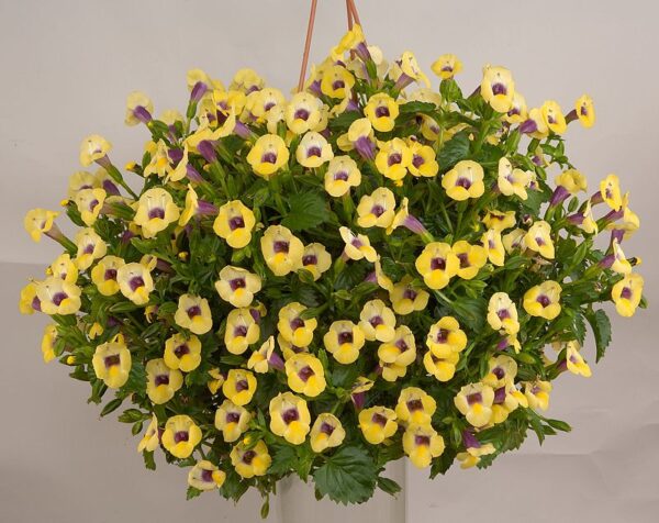 Torenia Moon Yellow