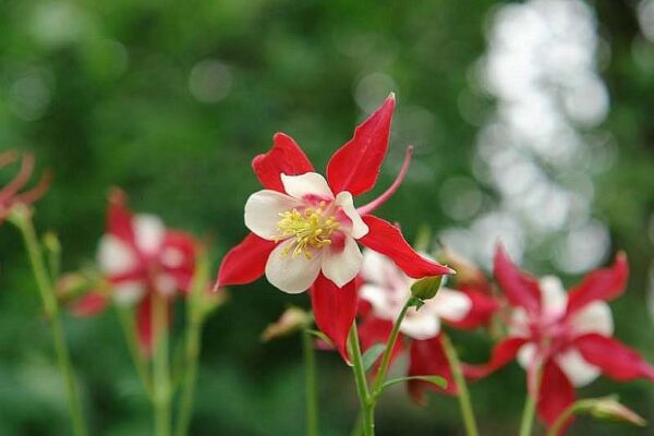 Aquilegia Songbird Cardinal