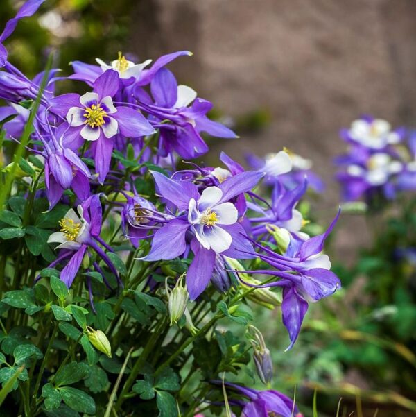 Aquilegia caerulea Kirigami Deep Blue & White