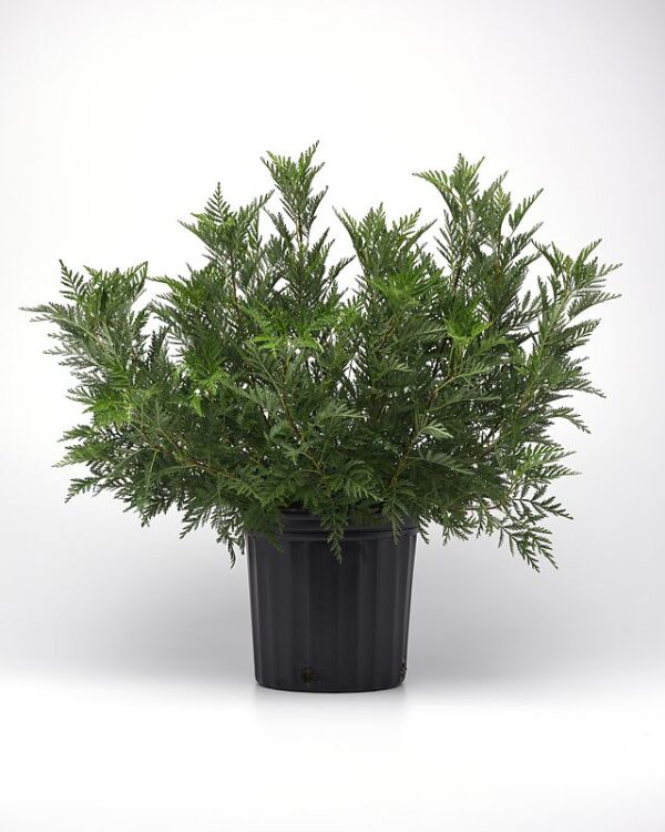 Artemisia SunFern Olympia