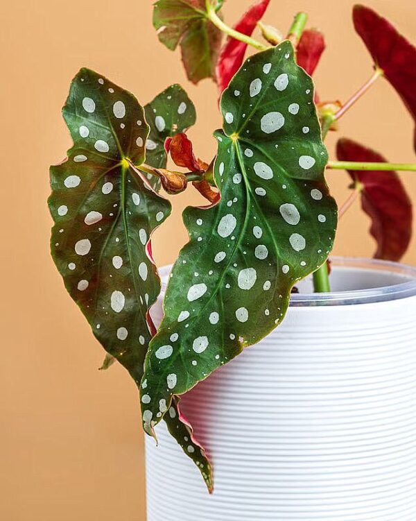 Begonia Fancy Leaf Phoenix Wing