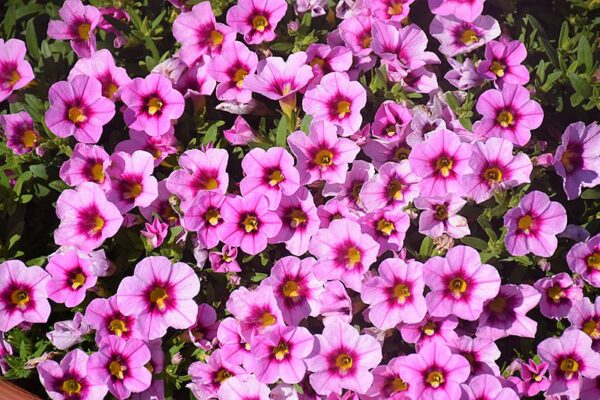 Calibrachoa Aloha Tiki Soft Pink
