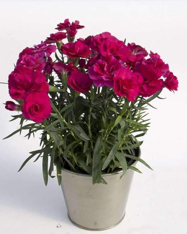 Carnation Super Trouper Purple