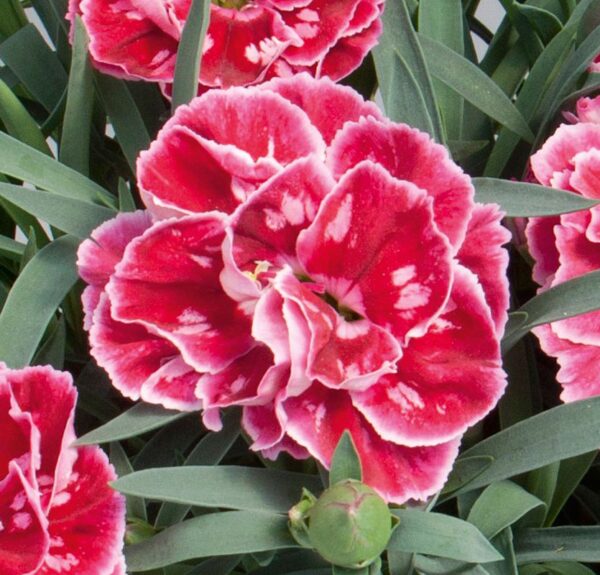 Carnation Super Trouper Red + Pink