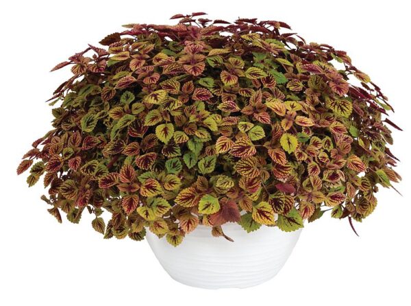Coleus Great Falls Rose Gold