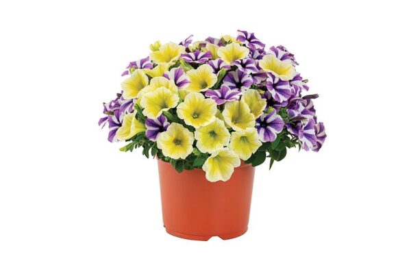 Confetti Garden Dancing Jeans