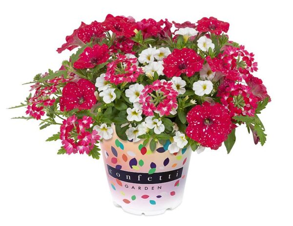 Confetti Garden Sparkle Red