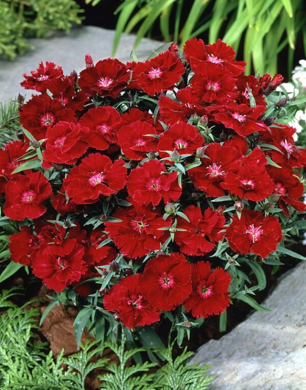 Dianthus Diana Crimson